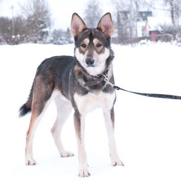 Собаки в добрые руки - Джои - 4