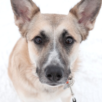 Собаки в добрые руки - Криста