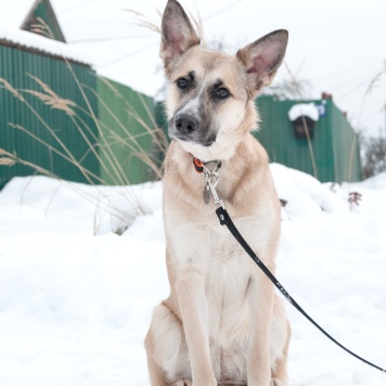 Собаки в добрые руки - Криста - 1