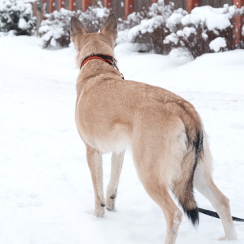 Собаки в добрые руки - Криста - 3