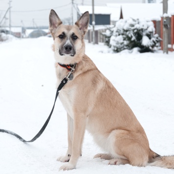 Собаки в добрые руки - Криста - 4