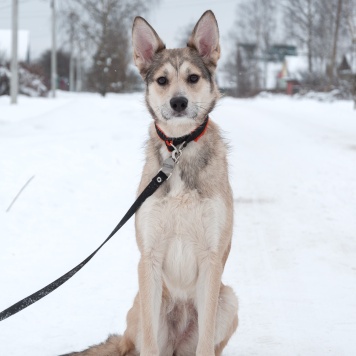 Собаки в добрые руки - Ксю - 1