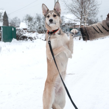Собаки в добрые руки - Ксю - 3