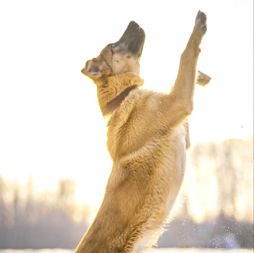 Собаки в добрые руки - Реджи - 3