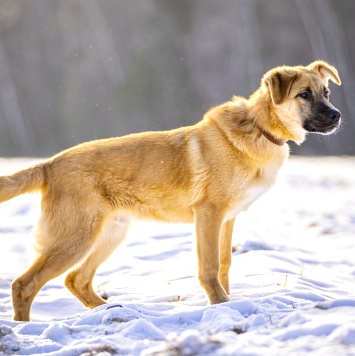 Собаки в добрые руки - Реджи - 4