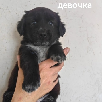 Собаки в добрые руки - Щенки - 1