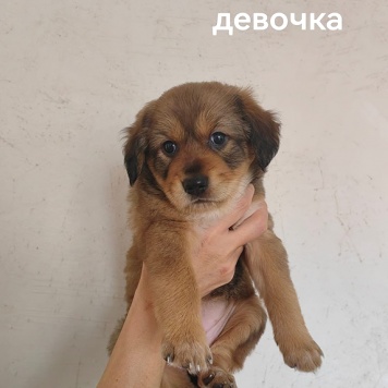 Собаки в добрые руки - Щенки - 2