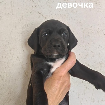 Собаки в добрые руки - Щенки - 3
