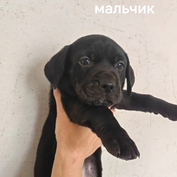Собаки в добрые руки - Щенки - 4