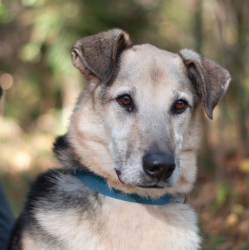 Собаки в добрые руки - Михей