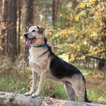 Собаки в добрые руки - Михей - 1