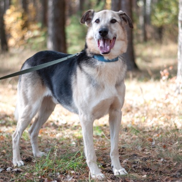 Собаки в добрые руки - Михей - 3