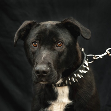 Собаки в добрые руки - Чернуша - 1