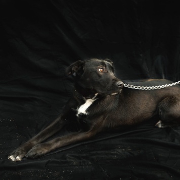 Собаки в добрые руки - Чернуша - 2