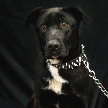 Собаки в добрые руки - Чернуша - 3