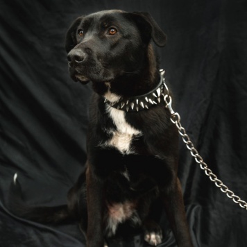 Собаки в добрые руки - Чернуша - 4