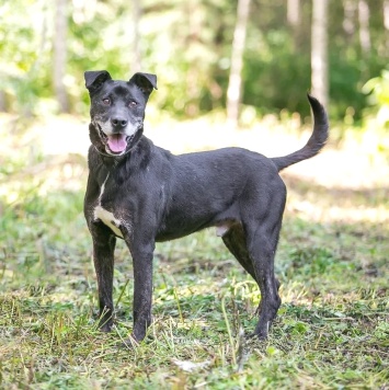 Собаки в добрые руки - Брюс