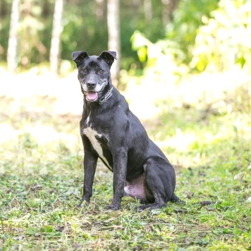Собаки в добрые руки - Брюс - 2