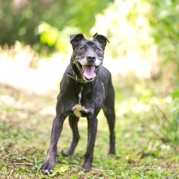 Собаки в добрые руки - Брюс - 4