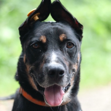 Собаки в добрые руки - Доби