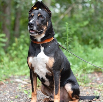 Собаки в добрые руки - Доби - 1