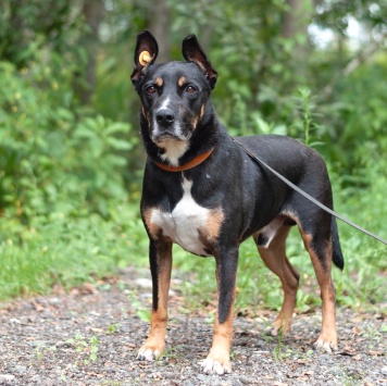 Собаки в добрые руки - Доби - 3