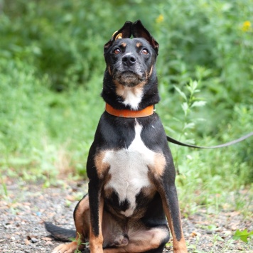 Собаки в добрые руки - Доби - 4