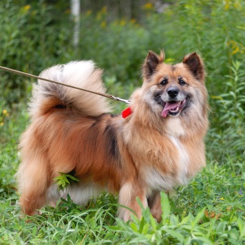 Кнопка - Собаки в добрые руки