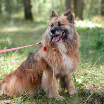 Собаки в добрые руки - Кнопка - 1