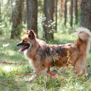 Собаки в добрые руки - Кнопка - 2