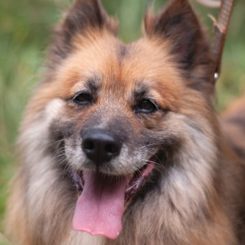 Собаки в добрые руки - Кнопка - 3