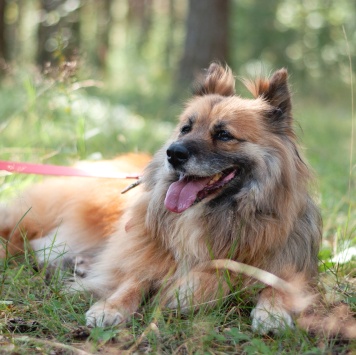 Собаки в добрые руки - Кнопка - 4