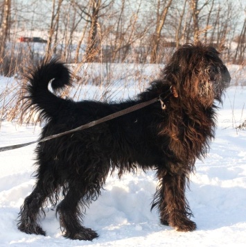 Лютик - Собаки в добрые руки