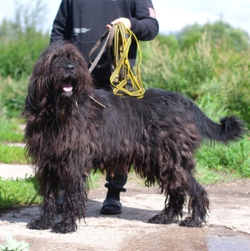 Собаки в добрые руки - Лютик