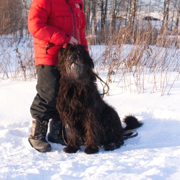 Собаки в добрые руки - Лютик - 1