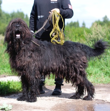 Собаки в добрые руки - Лютик - 1
