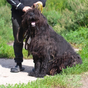 Собаки в добрые руки - Лютик - 2