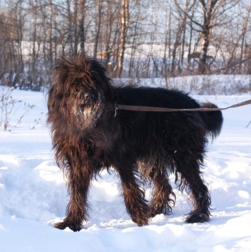 Собаки в добрые руки - Лютик - 4