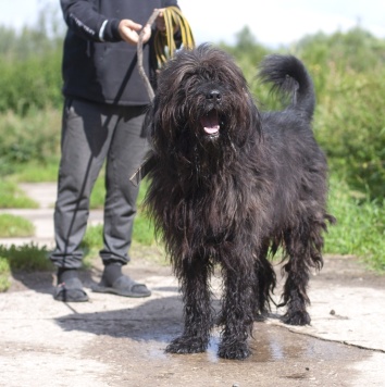 Собаки в добрые руки - Лютик - 4