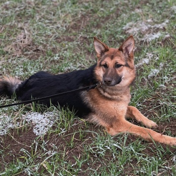 Фундук - Собаки в добрые руки