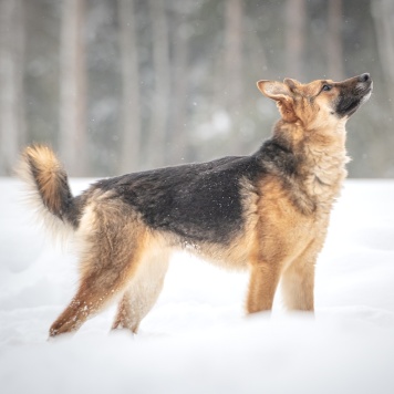 Собаки в добрые руки - Фундук - 1