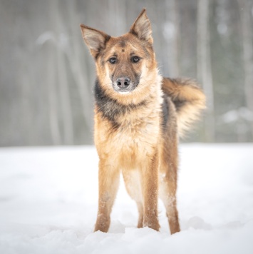 Собаки в добрые руки - Фундук - 2