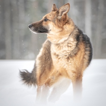 Собаки в добрые руки - Фундук - 3