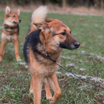 Собаки в добрые руки - Фундук - 4