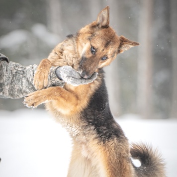 Собаки в добрые руки - Фундук - 4