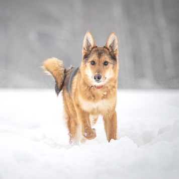 Собаки в добрые руки - Миндаль