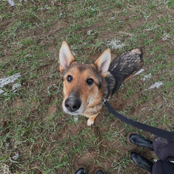 Собаки в добрые руки - Миндаль - 1