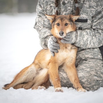 Собаки в добрые руки - Миндаль - 1