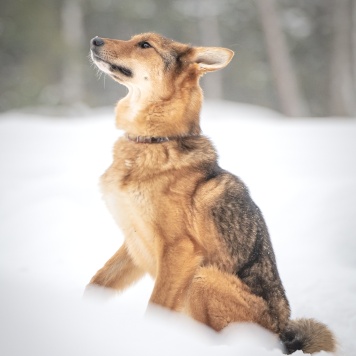 Собаки в добрые руки - Миндаль - 2