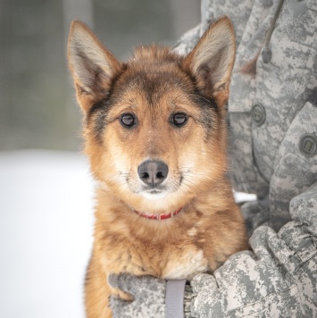 Собаки в добрые руки - Миндаль - 3